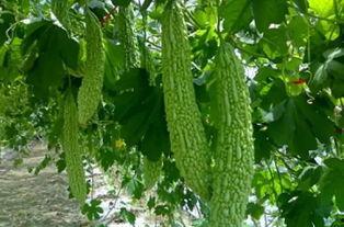 有虫子吃瓜,揭秘瓜农的“虫害”烦恼